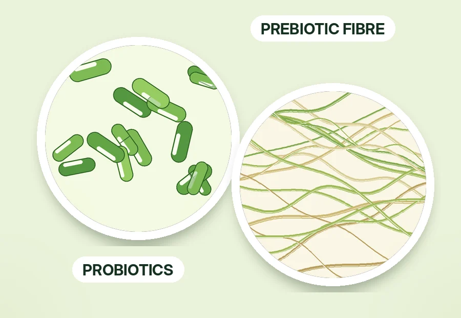 Illustration: probiotic cultures and prebiotic plant fibre